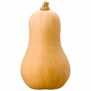 Butternut Squash